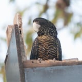 Cockatoo1 Settlers Common City Of Armadale