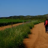 Walking past pastures