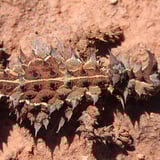 Thorny Devil Gq Discovery Trail Tourismwa