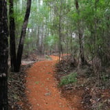 The Arboretum. Bron Anderson Dbca (18)
