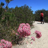 Wildflowers and trail