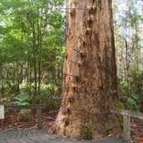 The Gloucester Tree in the Gloucester National Park is only 3kms from the Post Office in Pemberton. The Gloucester Tree was chosen for a fire lookout in 1947, one of a network of lookouts built in the Karri forest between 1937 and 1952. 