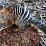 Numbat