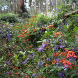 The Arboretum Wildflowers Bron Andersondbca (1)
