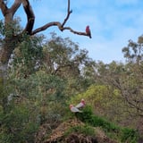 Roley Pools Boardwalk P H A V C 5