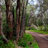 Shearwater Tuart Walk2 Copyright Ian Brodie Dbca
