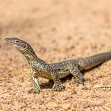 Lizard Dryandra Woodland Near Narrogin Tourismwa