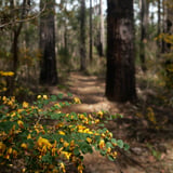 The Arboretum. Bron Anderson Dbca (7)