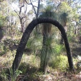 Arching grasstree