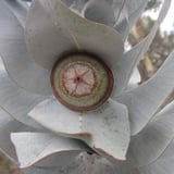 Eucalyptus macrocarpa