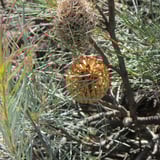 Banksia 