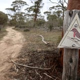The trail is marked by the beautiful red capped robin