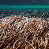 Seagrass Parker Point Snorkel Rottnest Ria
