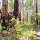 Jim Fox Walk Trail Manjimup T Johnson 3.Jpg