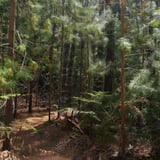 The Arboretum Wildlings. Bron Anderson Dbca