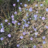 Cornflowers