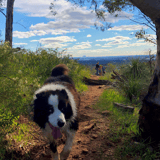 Dog Whistlepipe Gully Mundy Rp