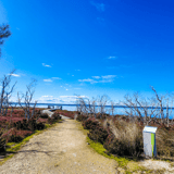 Island Point Reserve Wetlands Chelle Fisher