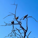 Minyirr Trail1_Crested Pigeons_Yawuru Minyirr CP__Broome_KStevens.png