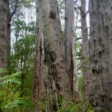 Ss Route Tingle Trees2 Gaints Trails Bron Anderson