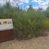 Dixon Precinct Rockingham Tracy Lindsey3