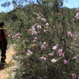 Wildflowers and trail