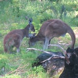 Kangaroos near start of trail