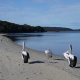 Coalmine Beach Kapagup Network Bron Anderson:dbca