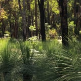 Grass trees
