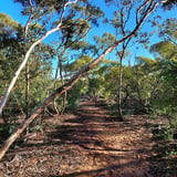 Malleefowl Trail 6 Kalbarrinp Kfawcett