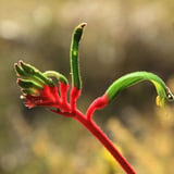 Kangaroo Paw