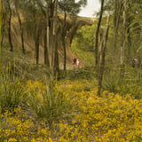 Wave Rock Wildflowers Tourismwa