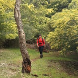 Wattles blooming in Spring