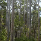 The Arboretum. Bron Anderson Dbca (5)