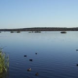 Ducks on Lake Joondalup