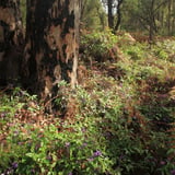 Hovea