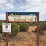 Mullewa Bushland Mullewa C Soord 1
