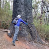 King Jarrah Trail 9 Bronwyn Wells