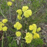 Cottonheads on track