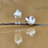 Irwin River - Pelicans