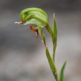 Frog Greenhood Orchid