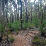 The trail is marked with Bibbulmun Track trail markers