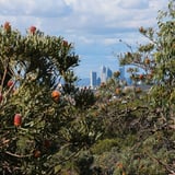 Views of Perth City from Bold Park