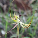 Green spider orchid / Fringed mantis orchid (Caladenia falcata)