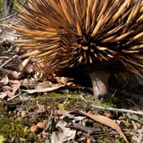 Nyingarn Bidi Echidna Ben Thornton