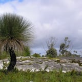 Grasstree on Mt Clare