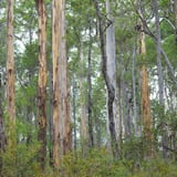 Great Forest Trees Drive, Shannon Np Bron Anderson (3).Jpg