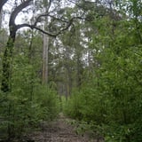 Quinninup Karri Trail Dbca Bron Anderson (4)