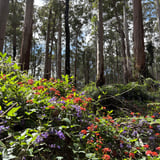 The Arboretum Wildflowers Bron Andersondbca (4)