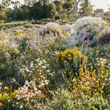 Wildflowers_Kings Park_TWA Disc App Trail_Tourism WA.png